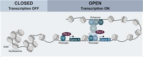 Technologies for profiling the impact of genomic variants on ...