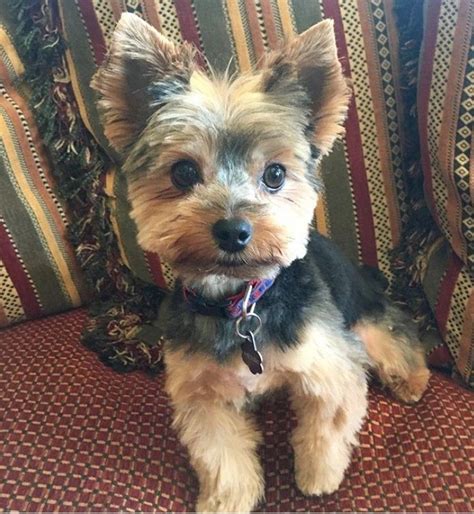 Yorkie Puppy Haircut Female & Puppy Yorkie Haircut | Yorkie puppy, Yorkie terrier, Yorkie puppy ...