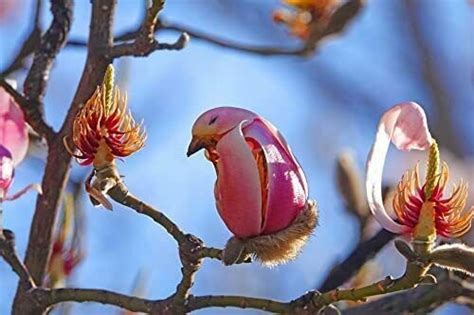 5 Yulan Magnolia Tree Seeds To Plant Spring Buds Look Like Pink Birds ...