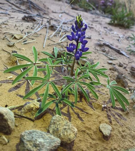 Southwest Yard & Garden; Where to find wildflowers this spring | Cibola Citizen