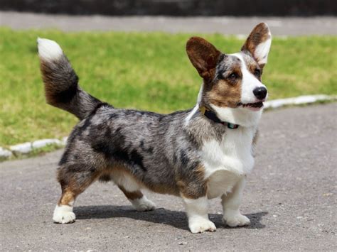 Why Do Corgis Not Have Tails