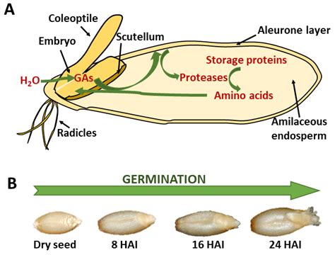 IJMS | Free Full-Text | Insights on the Proteases Involved in Barley and Wheat Grain Germination