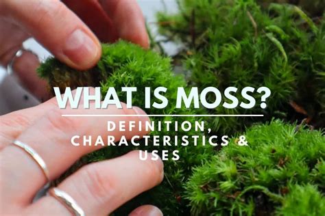 What Is Moss? The Complete Guide to Our Favorite Bryophyte