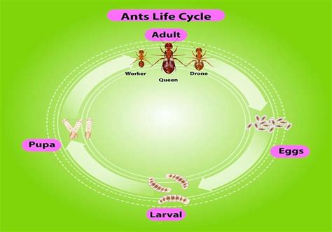 Fly Fishing Ants: How To Effectively Fish Ant Patterns - Into Fly Fishing