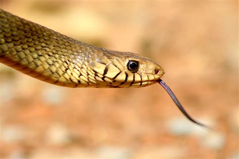 Indian Rat Snake: Nature’s Own Pest Control | RoundGlass | Sustain