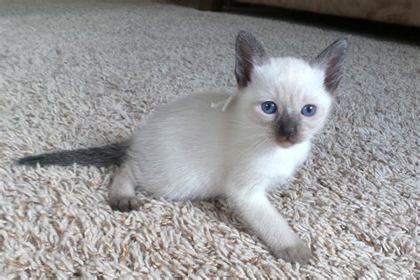 Seal point Female. Sold | Mitten Kittens