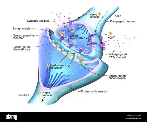 Scientific function of a synapse or neuronal connection with a nerve cell - 3d illustration ...