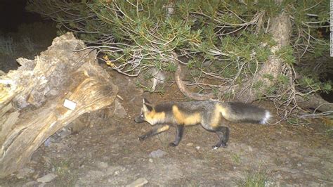 The Sierra Nevada red fox is now protected and listed as an endangered ...