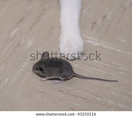 A Mouse Running Away From A Cat Stock Photo 43250116 : Shutterstock