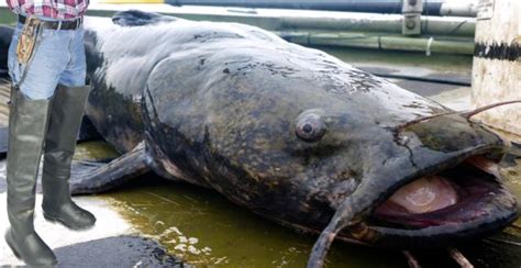 Alton resident catches 736-pound catfish in Mississippi River ...