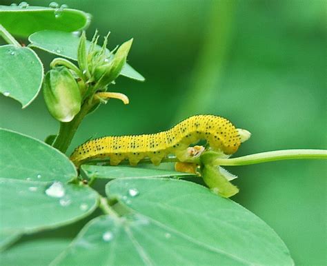 Natural Gardening: Cloudless sulphur caterpillars