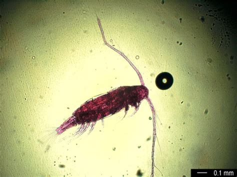 Copepods Culture - Algae Research Supply