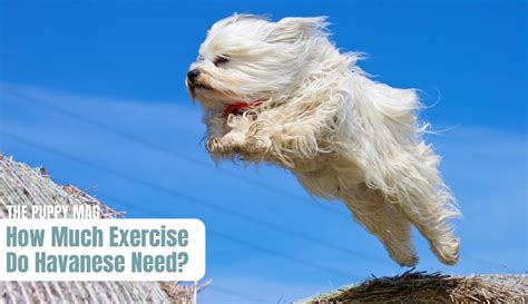 Havanese Exercise Guide: All FAQs Answered (Vet-Approved) – The Puppy Mag