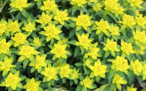 Yellow Green Flowers