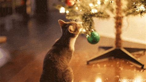 Christmas Tree GIF - Find & Share on GIPHY