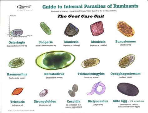 Internal Parasites of Ruminants | Goat health, Goats, Ruminant