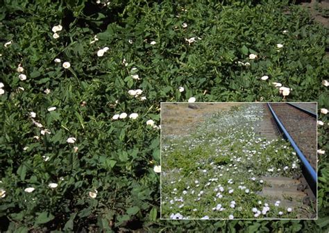 Bindweeds: field and hedge bindweed | Cornell Weed Identification