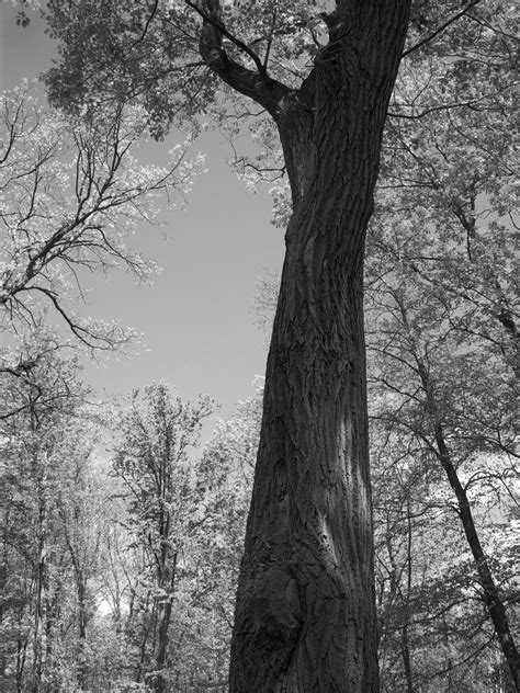 Oak Tree Free Stock Photo - Public Domain Pictures