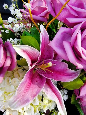 Purple Stargazer Lily Stock Photo - Download Image Now - Arrangement ...