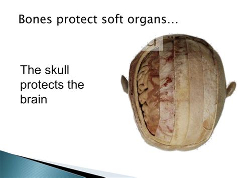 PPT - Chapter 5: The Skeletal System— Part A PowerPoint Presentation ...