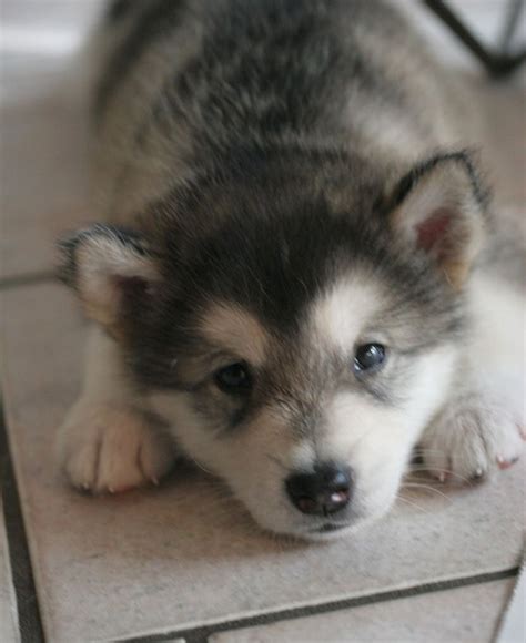 Alaska State Dog | Alaskan Malamute