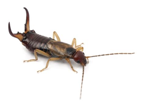 Identifying and Preventing Earwigs in Your Home - Southern Perimeter