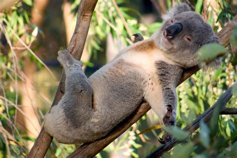 Koala Bears photo #KoalaBear | Koala bear, Koala, Cute animal pictures