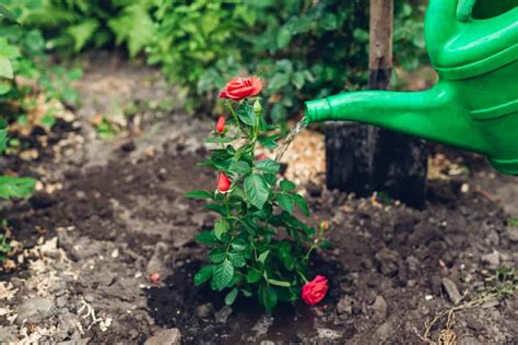 How to Plant Rose in Your Garden (Tricks to Care!)