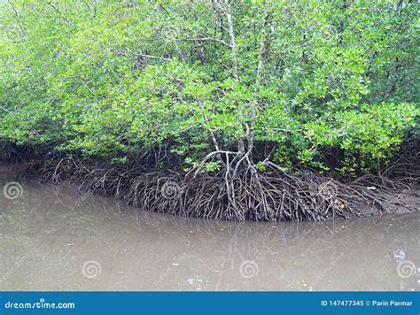 Rowing Through Mangroves - Red Mangrove Trees - Baratang Island, Andaman Nicobar, India Royalty ...