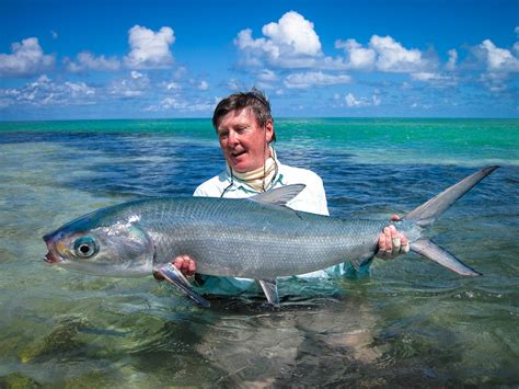 Characteristics of Milkfish Bangus or Bandeng - Frozen Milkfish, Buy ...