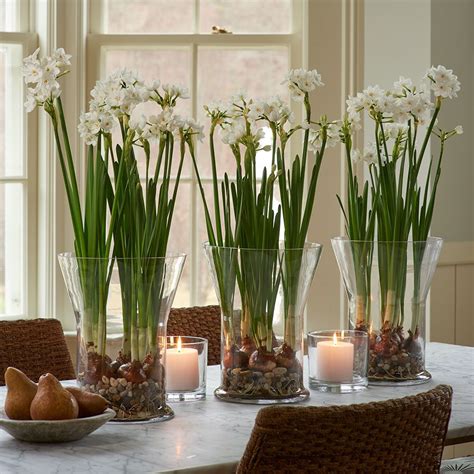 Paperwhite 'Ariel' Kit with glass vase in 2020 | Spring decor, Indoor flowers, Fresh flowers ...