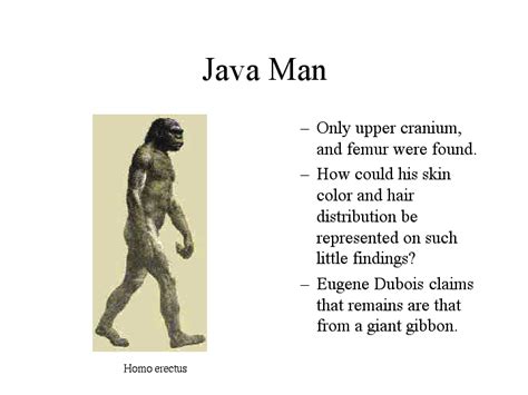 Java Man