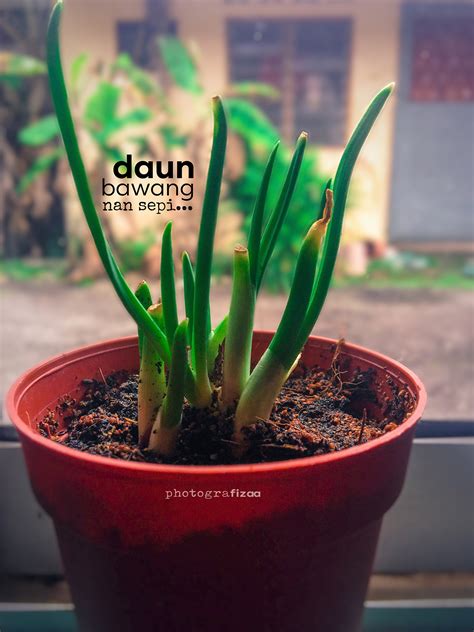 Pokok Daun Bawang Nan Sepi | Blog Sihatimerahjambu