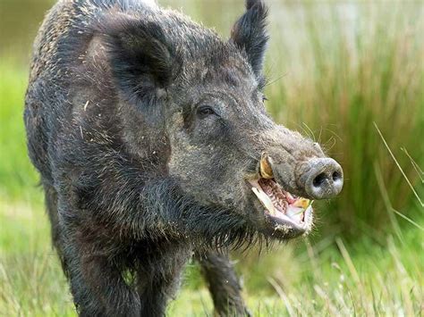 Analysis of Feral Pigs Within California and Texas | Mathematics for ...