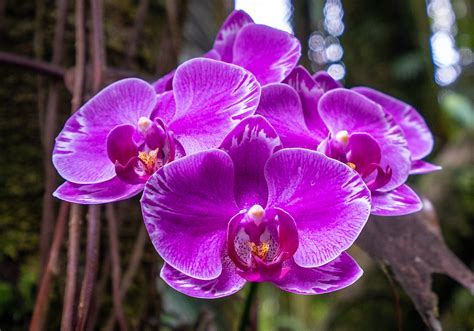 Purple Orchid 2 – Telepathic Stuntman