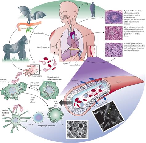 MICROBIOOLOGIA Y PARACITOLOGIA : PATOGENESIS DE LOS VIRUS