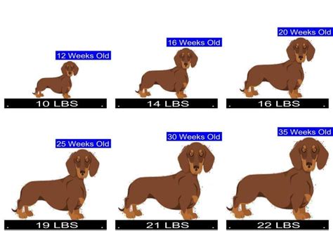 Dachshund Growth Chart. Dachshund Weight Calculator.