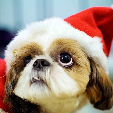 Christmas Wallpaper with Dogs - WallpaperSafari