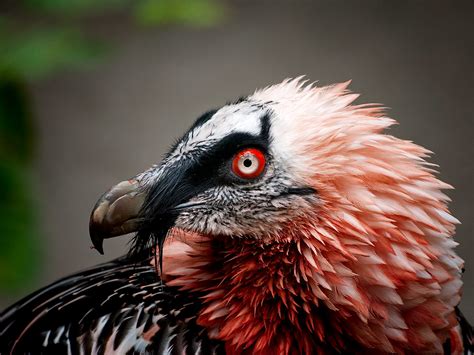 bearded vulture | Volker Wurst | Flickr