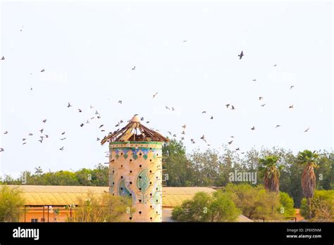 dove nest building Stock Photo - Alamy