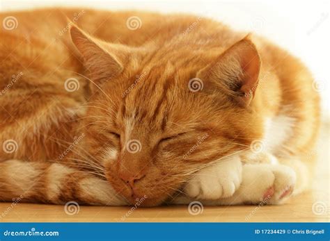 Ginger Cat Sleeping Royalty Free Stock Images - Image: 17234429