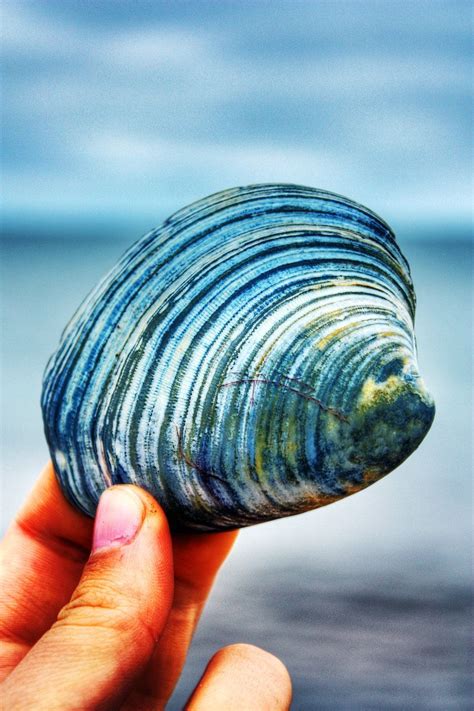 beautiful blues... --- | Sea shells, Shells, Sea