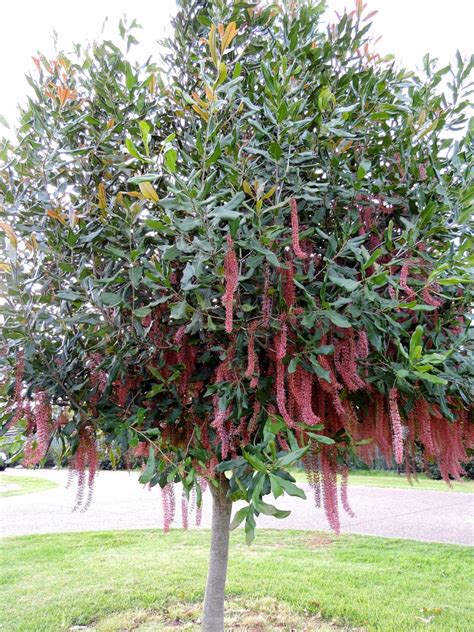 macadamia nut tree flowers - Talitha Matteson