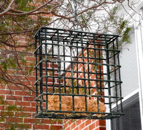 Where to Hang a Suet Feeder? - Birdseed & Binoculars