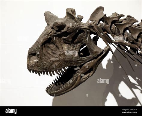 Carnotaurus skeleton hi-res stock photography and images - Alamy