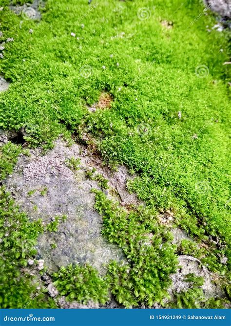 Green Moss Closeup.moss in the Forest. Green Moss Covered the Soil on ...