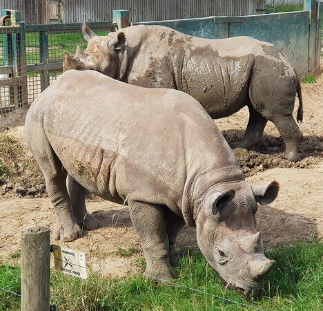 Howletts Wild Animal Park (Canterbury) - 2020 All You Need to Know BEFORE You Go (with Photos ...