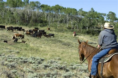 Authentic Cowboys and Real Colorado Ranching