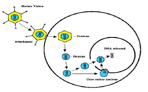 Adenovirus: ADENOVIRUS GENOME AND ITS REPLICATION