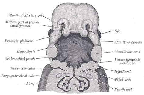 Cervical sinus - wikidoc